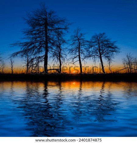 high pine tree silhouette reflected in a water at the sunset