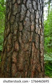 high pine tree in spring forest