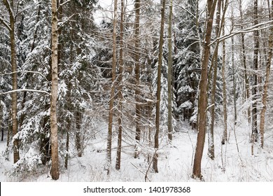high pine trees in the forest in cloudy weather. Photographed part of the tree from below. On the ground and the trees there is white snow