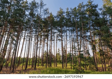 High pines sparsely growing in forest edge against the clearing and sky in summer sunny day