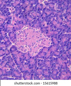 A high power microscopic view of an Islet of Langerhans in pancreatic tissue.  These islets are responsible for the production of insulin.