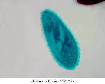 A high power microscopic view of a Paramecium stained and mounted to display the hair-like cilia around the edge of the organism