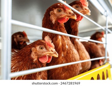 High quality closeup photo of Isa brown hens in poultry farm. Egg production farm. Laying hens. - Powered by Shutterstock