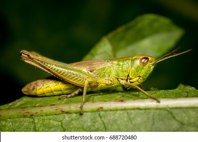 Grasshopper Anatomy Images Stock Photos Vectors Shutterstock