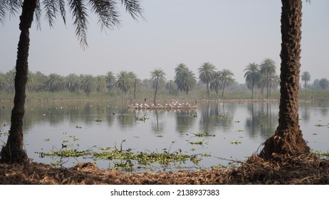 High Quality Image Of Surajpur Wetland And Bird Sanctuary, India, Noida 25 Feb 2022