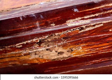 High quality image of wood termite. Wood is destroyed by termites. Termites eat on wooden doors