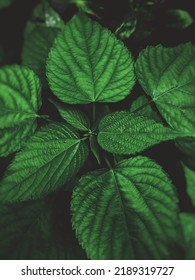 A High Quality Images Of A Green Leaf