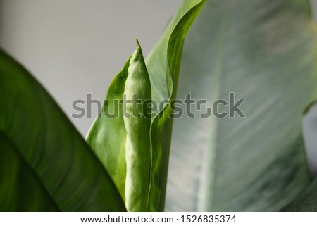 High quality images of: Beautiful leaves: Wallpaper beautiful leaves Aglaonema