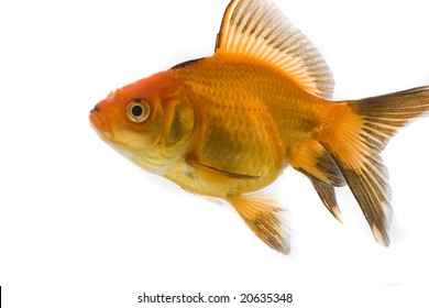 High Quality Isolated Image Goldfish On Stock Photo (Edit Now) 20639776 ...