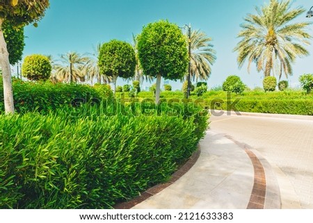 High quality photo. Walkway Lane Path With Green Decoration Trees And Palms, Bushes In Park. Beautiful Alley In Park. Pathway Way Through landscaped urban park in Dubai. Landscape design. Garden