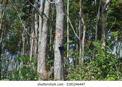 High Quality Rubber Plant Sap, From Tropical Rubber Trees