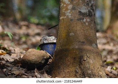 High Quality Rubber Plant Sap, From Tropical Rubber Trees