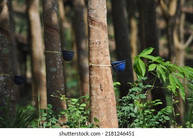 High Quality Rubber Plant Sap, From Tropical Rubber Trees