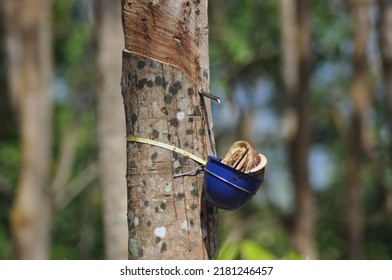 High Quality Rubber Plant Sap, From Tropical Rubber Trees