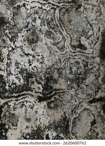 high quality wall texture, which is covered in black moss with a unique pattern as if forming a road or maze.