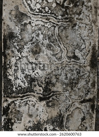 high quality wall texture, which is covered in black moss with a unique pattern as if forming a road or maze.