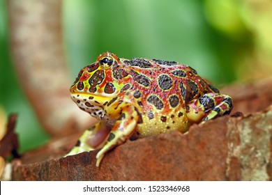 High Red Ornate Pacman Frog, Ceratophrys Ornata