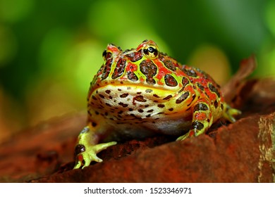 High Red Ornate Pacman Frog, Ceratophrys Ornata