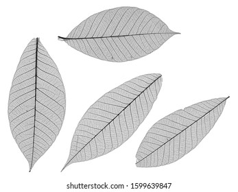 A High Res Pic Of Four Skeletal Leaves With Great Detail	