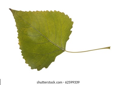 High Resolution autumn leaves of cottonwood