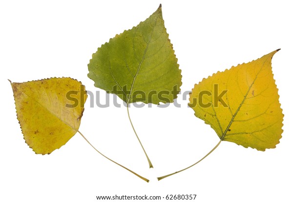 High Resolution Autumn Leaves Cottonwood Stock Photo (Edit Now) 62680357