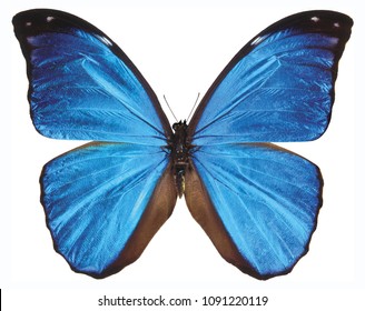 High Resolution Butterfly Texture Stock Photo 1091220119 | Shutterstock