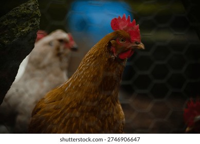 High resolution close up of a chicken 