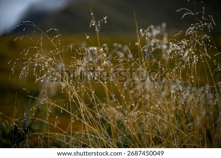High resolution close up color image of the Indian rice grass in the wild covered with small water droplets in the wild on the TMB- Tour du Mont Blanc trail during a cold wet morning. 