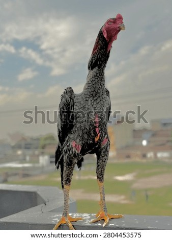 High resolution close up of a cute young Aseel chick with black and cream fluffy feathers standing on stone. Adorable baby poultry with alert expression and detailed down feathers. Perfect for Easter, farm, agriculture, livestock and nature projects.