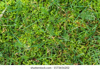 High resolution close up view on a green grass field with lots of detail