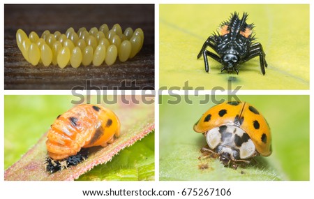 High resolution collage of the complete life cycle of a ladybug. Close ups of all 4 stages of the lifecycle of the Multicolored Asian ladybeetle. Scientific name: Harmonia axyridis. The Netherlands