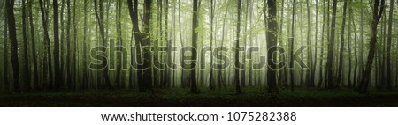 high resolution forest panorama