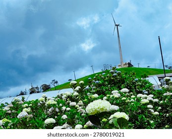 High resolution image of blooming hydrangea flowers in a lush green field with a wind turbine on a hill under a cloudy sky. The scene combines natural beauty with renewable energy, featuring fresh foliage, white and blue blossoms, and a scenic outdoor environment. Suitable for themes related to nature, sustainability, eco-friendly energy, landscapes, and rural environments.