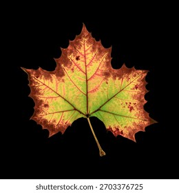 High resolution image of fall leaf isolated on clack.