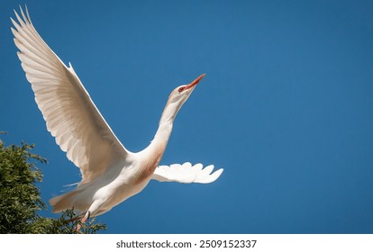 High resolution image of a single elegant
Great egret bird taking off a tree with a dark blue sky background- Israel