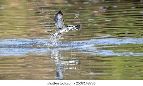 High resolution image of a single Pied kingfisher bird- fishing with water splash- Israel - Powered by Shutterstock