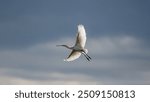 High resolution image of a single Spoonbill bird flying across a cloudy sky background- Romania