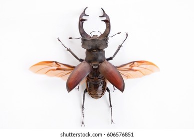 High Resolution Image Of A Stag Beetle With Spread Wings 