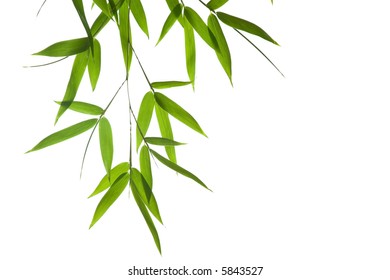 High Resolution Image Wet Bambooleaves Isolated Stock Photo 5843527 ...