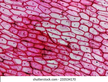 onion cells under microscope high power