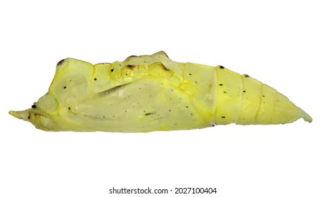 High Resolution Macro Photo Of The Cocoon Of The Common Cabbage White Butterfly (Pieris Rapae) Isolated On A White Background