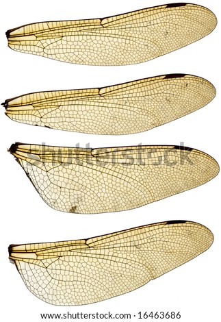 High resolution scan of a set of four dragonfly wings.