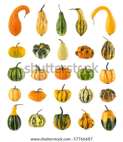 High resolution set of twenty-five diverse colorful pumpkins on white background