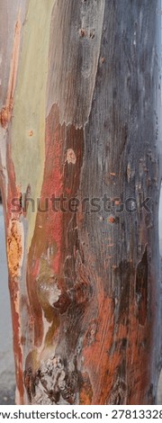 High resolution texture of authentic Rainbow Eucalyptus tree bark with natural peeling layers. Vibrant abstract surface with green, blue-gray, brown, red, and orange tones. Unique organic pattern with smooth wood grain and weathered details. Perfect for nature art prints, luxury organic branding, exotic backgrounds, environmental themes, and colorful natural overlays. Rare premium wood texture