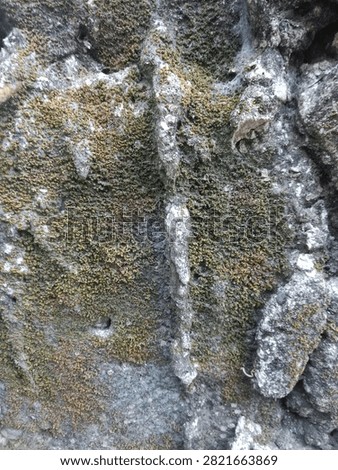 High resolution texture of old concrete wall covered with green moss and lichen. Cracked weathered cement surface with natural organic patterns. Perfect for urban decay, abandoned building, horror game assets, 3D modeling, architectural background, and grunge texture packs. Cinematic gritty surface detail.