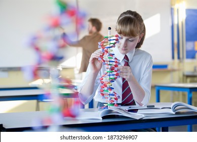 High School Girl Assembling A Helix DNA Model In A Science Class.