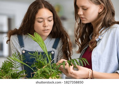 High School Girls In Science Laboratory Studying And Examining Plants Growth Through The Leaves. Close Up Face Of Two Young College Classmates Working On Science Or Biology Project At School.