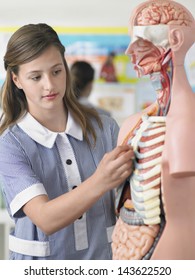High School Student Examining Part Of Anatomical Model In Laboratory