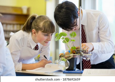 High school students conducting scientific experiment on a plant during a biology class.