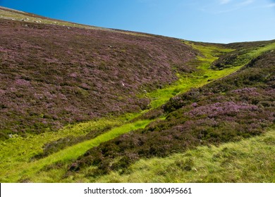 High In The Scottish Highlands A Deep Gully Flows Down From From Right To Left With Deep Green Grass And Bright Purple Heather Growing On Its Sides.